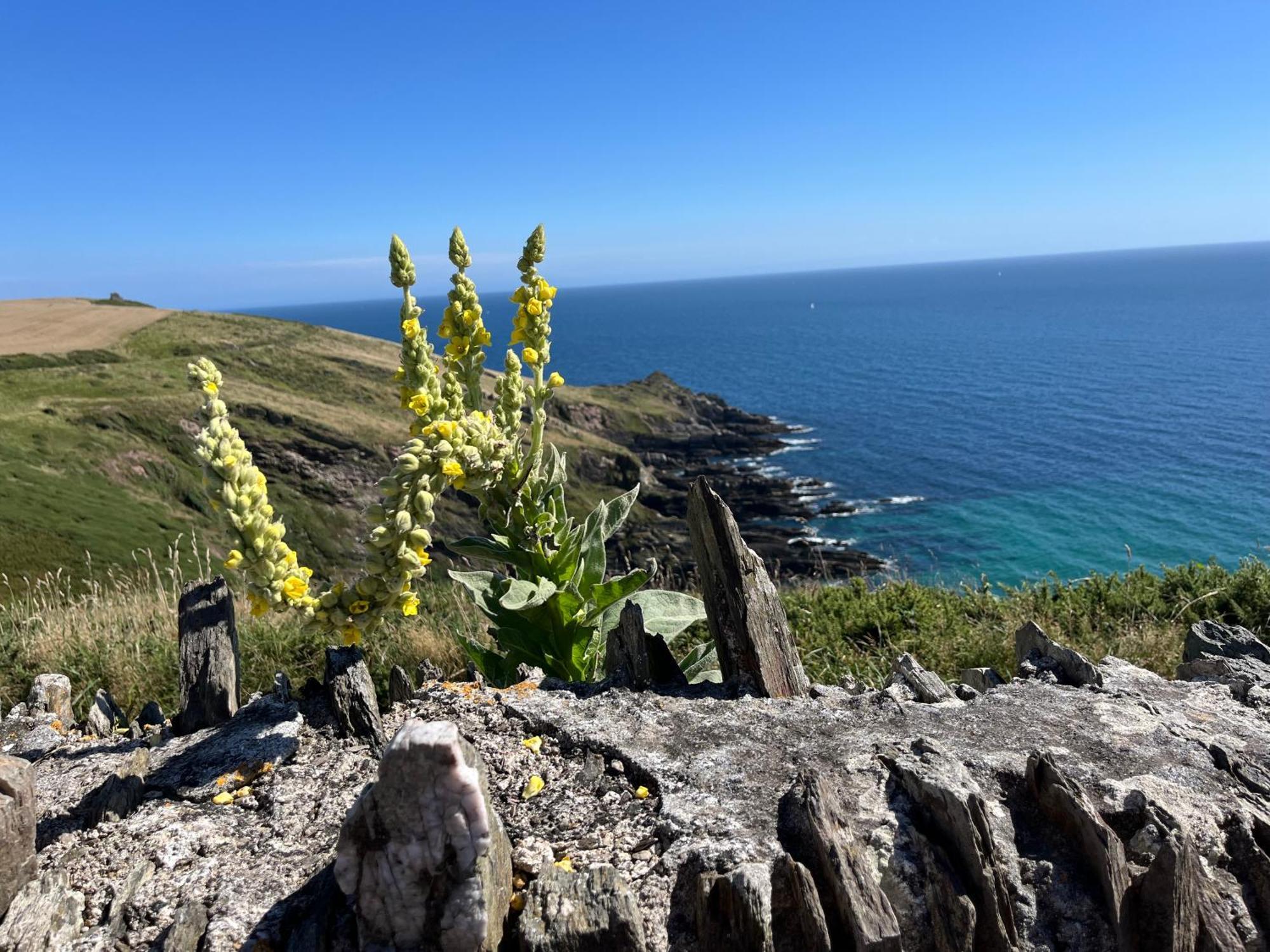 Pilchards Cottage Noss Mayo 外观 照片